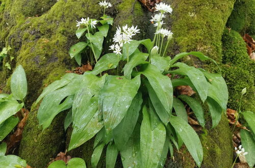 Bärlauch mit grünen lanzettlichen Blättern und weißen sternförmigen Blüten vor moosbedecktem Felsen